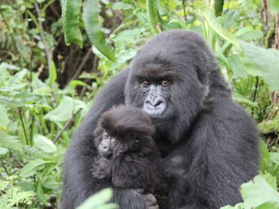 mountain-gorilla
