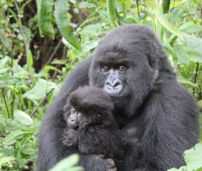 mountain-gorilla