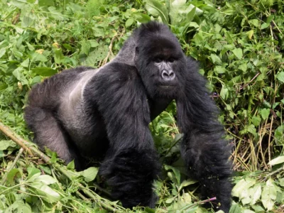 mountain-gorillas-223