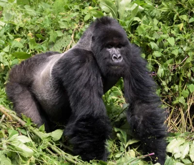 mountain-gorillas-223