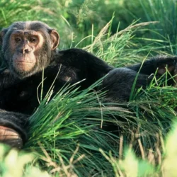 ngamba-island-chimpanzee-sanctuary-uganda