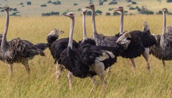 ostrich