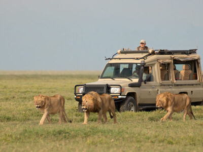 serengeti-adventure
