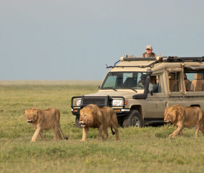 serengeti-adventure