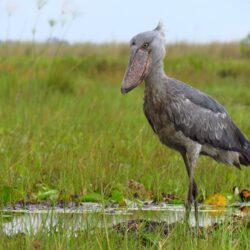 shoebill-