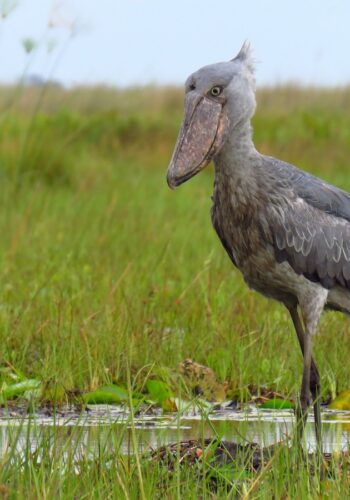 shoebill-
