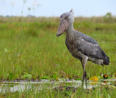shoebill-