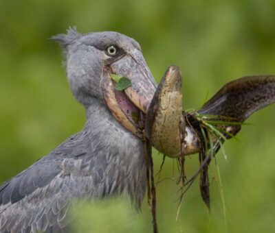 Fully grown shoebill stork with lung fish