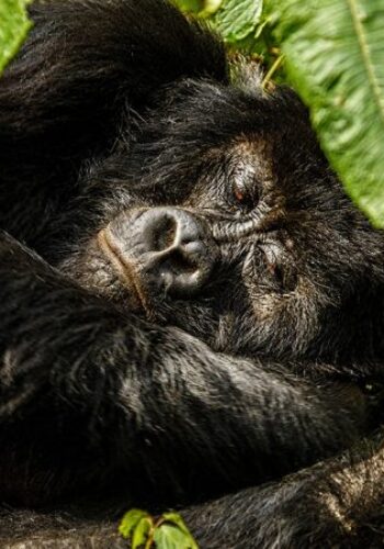sleeping gorilla in the nest