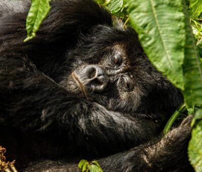sleeping gorilla in the nest