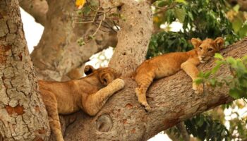 The Ishasha tree-climbing lions