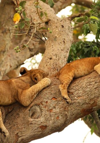 The Ishasha tree-climbing lions