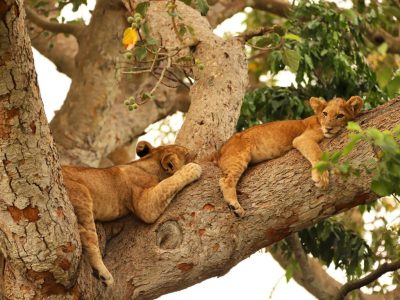 The Ishasha tree-climbing lions