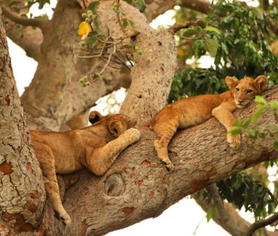 The Ishasha tree-climbing lions