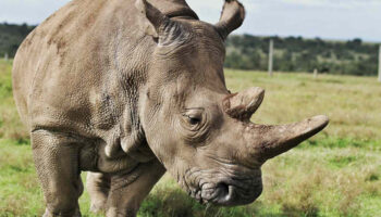 white-rhino-in=the-wild