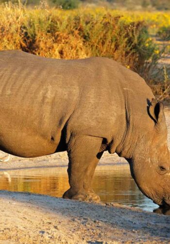 White rhino in Ziwa rhino Sanctuary
