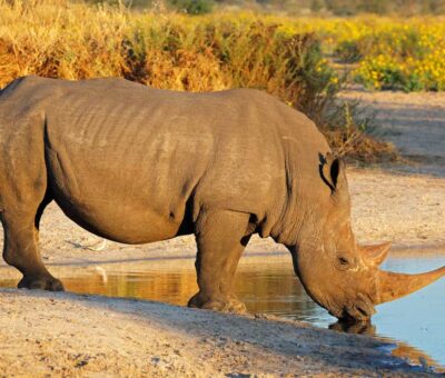 White rhino in Ziwa rhino Sanctuary