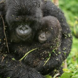 Gorilla trekking adventure