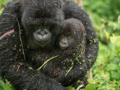 Avventura di gorilla trekking