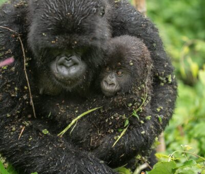 Gorilla-Trekking-Abenteuer